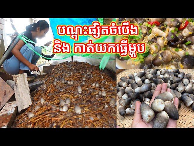 បណ្តុះផ្សិតចំបើងយកធ្វើម្ហូប How to Grow Mushrooms