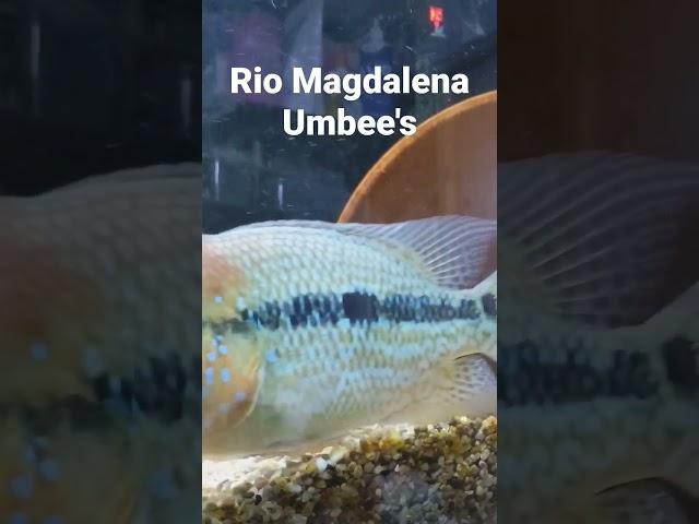 Umbee Cichlid Pair "Rio Magdalena" #umbee #cichlids #cichlasomapoweruk #umbeecichlid