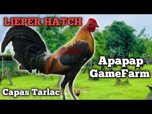 LIEPER HATCH - APAPAP GAMEFARM - QUALITY GAMEFOWL IN THE PHILIPPINES...