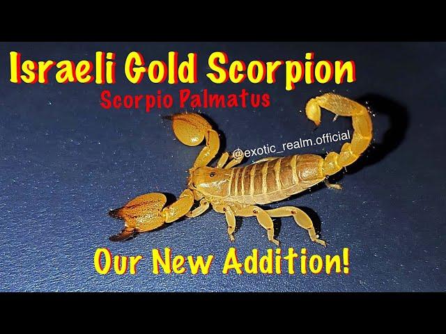 Our new addition! - Israeli Gold Scorpion, Scorpio Palmatus