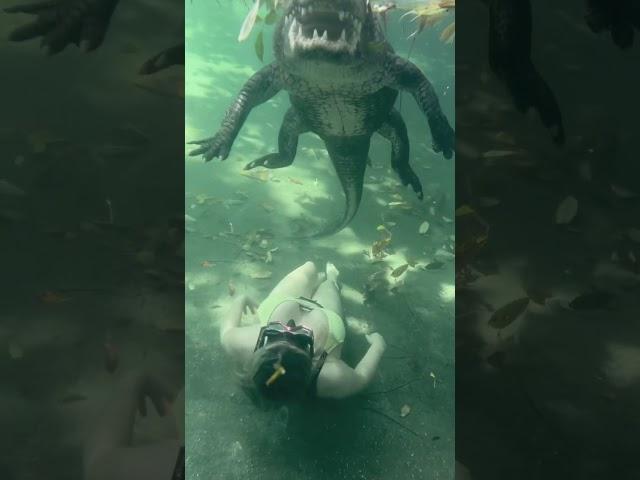 Swimming with alligators ️