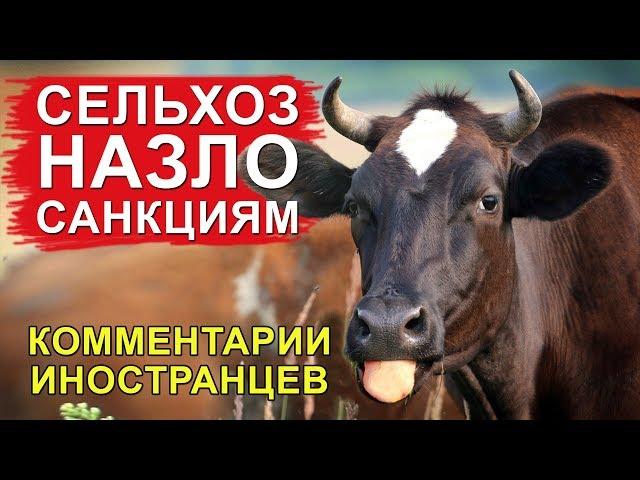 СЕЛЬСКОЕ ХОЗЯЙСТВО НАЗЛО САНКЦИЯМ - Комментарии иностранцев