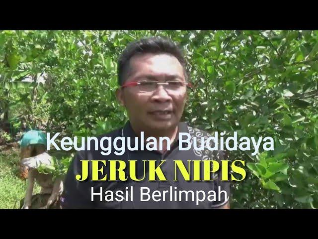 Inilah keunggulan budidaya Jeruk Nipis, mudah dan hasil berlimpah