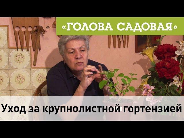 Голова садовая - Уход за крупнолистной гортензией