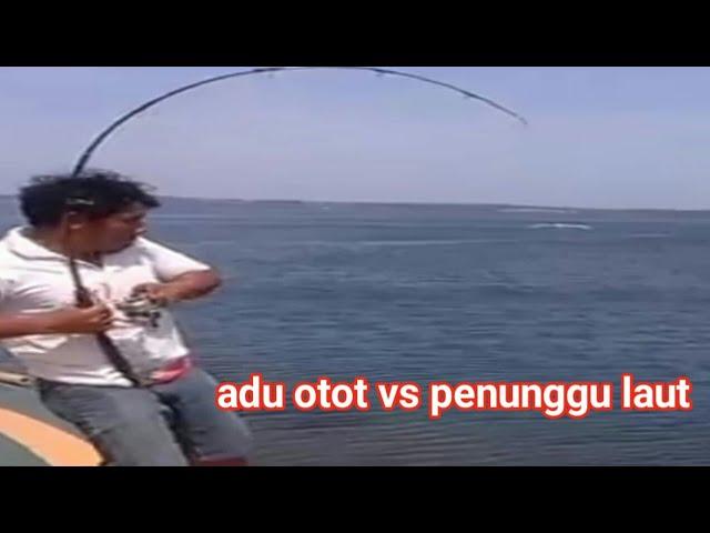 Adu otot yang tak terhindarkan - mancing pinggiran#mancingpinggiran @maspul7798