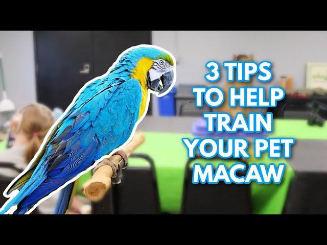 3 Tips to Help Train Your Pet Macaw