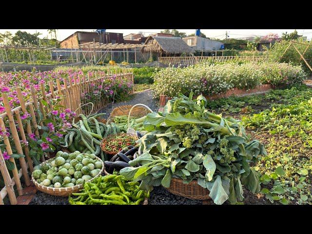 Harvesting fruits and vegetables on a farm on the outskirts of the city