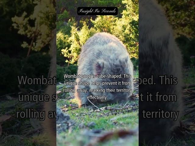 Insight in seconds: Wombat. #shorts #insight #facts #10seconds #wombat  #animalfacts #knowledge