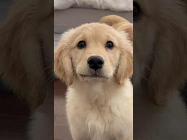 Life with a Dramatic Puppy  #dogshorts #goldenretriever #puppies #doglife #puppyvideos #dogs