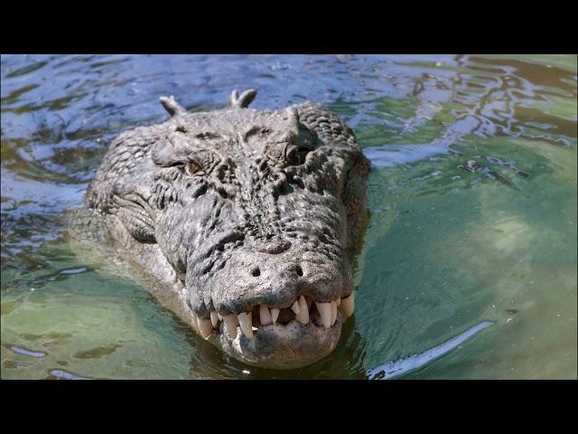 Two Crushing Crocodile Attacks From Cahills Crossing Australia