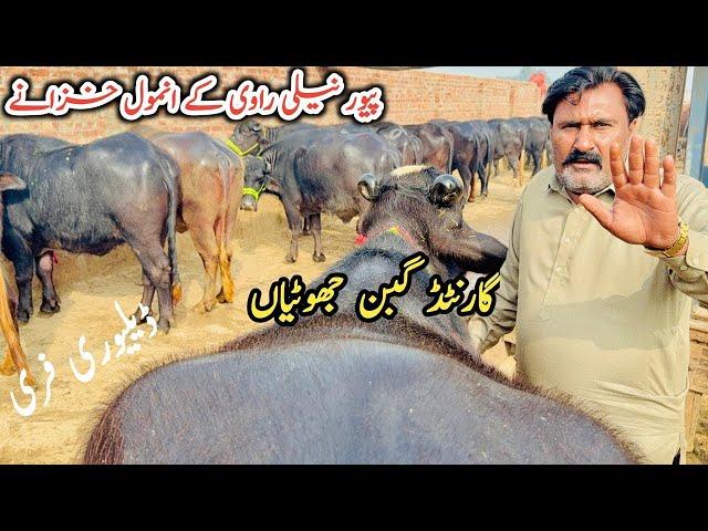 Special Offers!udder Buffaloes in Nankana-Warbarton | Top Beautiful Gabbon Jhotian |Nali Ravi Brand