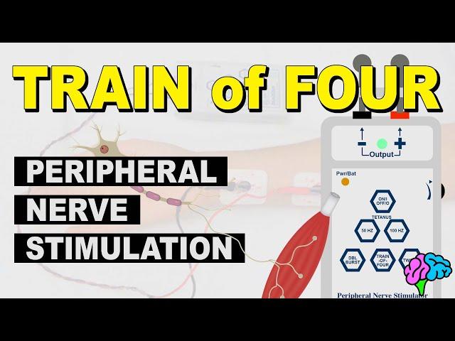 Train of Four - Peripheral Nerve Stimulation