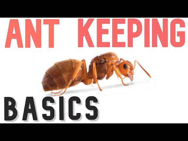 How To START Ant Keeping