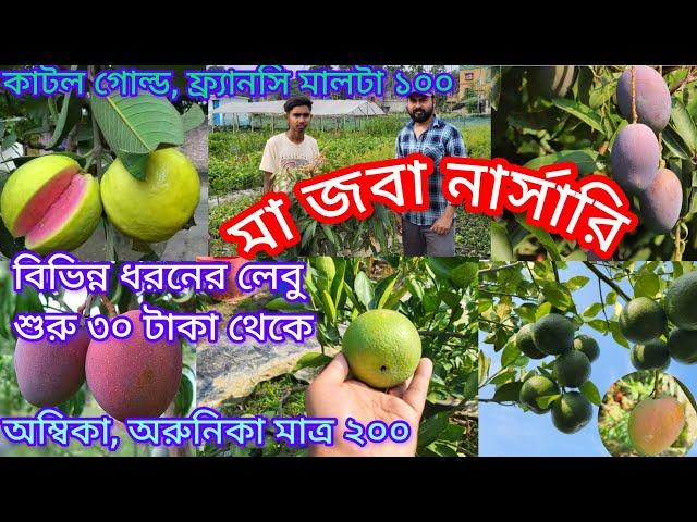 অনেক কম দামে আপনারা ভালো ভালো লেবুর ভ্যারাইটি ও আমের ভ্যারাইটি পেয়ে যাবেন। মা জবা নার্সারি ভ্রমণ।