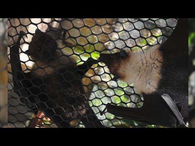 Protecting the Mariana Fruit Bats on Andersen AFB in Guam