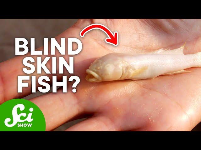 This Blind African Fish From the Deep is Mystifying