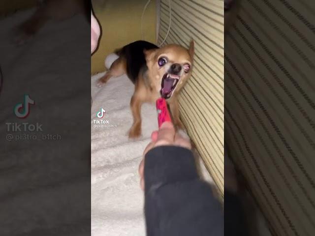 chihuahua dog gets mad for no reason