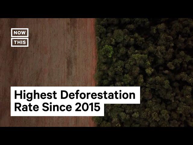 Deforestation Threatens The Cerrado, South America’s Largest Savanna