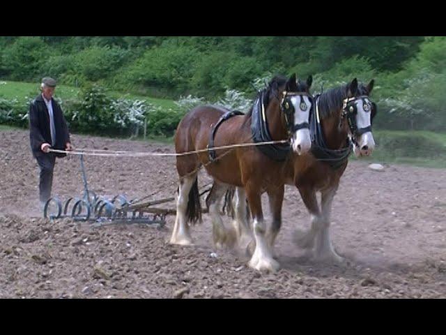 Farming Oats in Ireland - Vintage Tractor Documentary