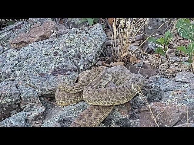 The male rattlesnake is "Never Never Gonna Give Up"