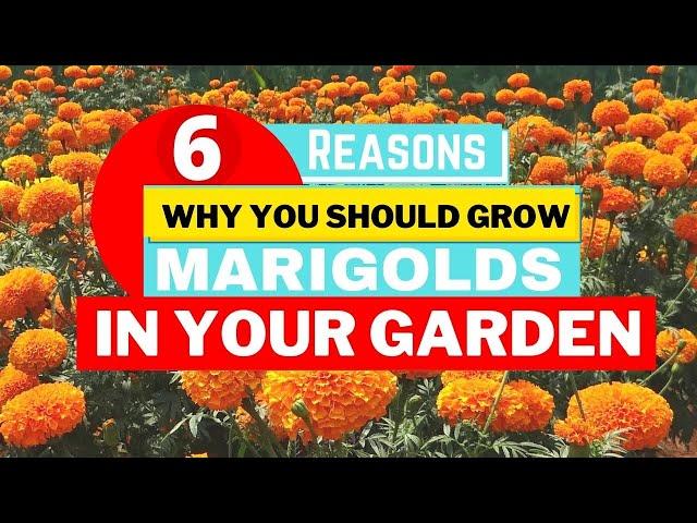 6 Reasons Why You Should Grow Marigolds️ in your Garden