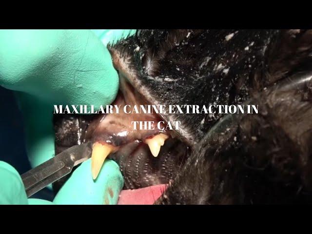 Veterinary Dentist EXPLAINS Tooth Extraction of a Maxillary Canine in a Cat