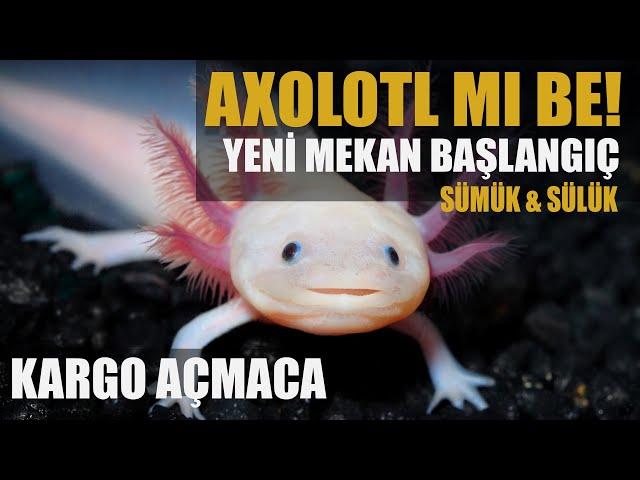 #KÇ14 - AXOLOTL TAYFA SON DURUM! KARGO AÇMACA VE YENİ BAŞLANGIÇ