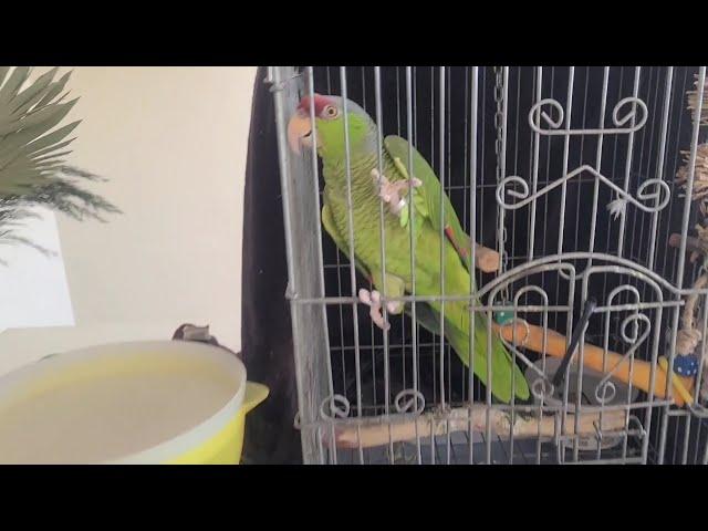 Parrot supervises Cannon Carpet Cleaning! #investinyourself #vlm #asmr