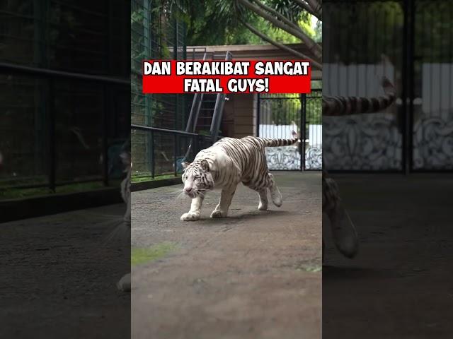 BEGINI AKIBATNYA JIKA MEMBELAKANGI HARIMAU !