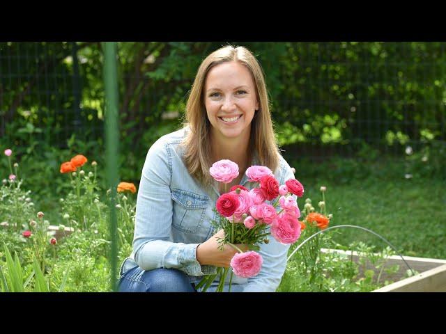 How To Grow Ranunculus. Soaking, Presprouting, Planting, Covering, Harvest // Northlawn Flower Farm