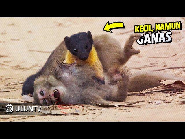 TOP 10 Momen Brutal Martens Ketika Membunuh dan Memakan mangsanya