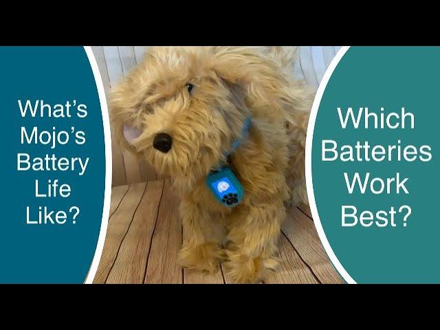 Skyrocket Moji the Lovable Labradoodle - Which batteries work best?