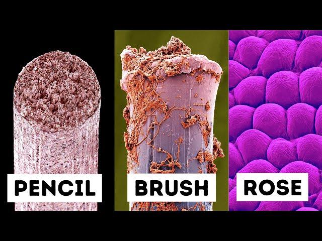 Everyday Objects Under An Electron Microscope!