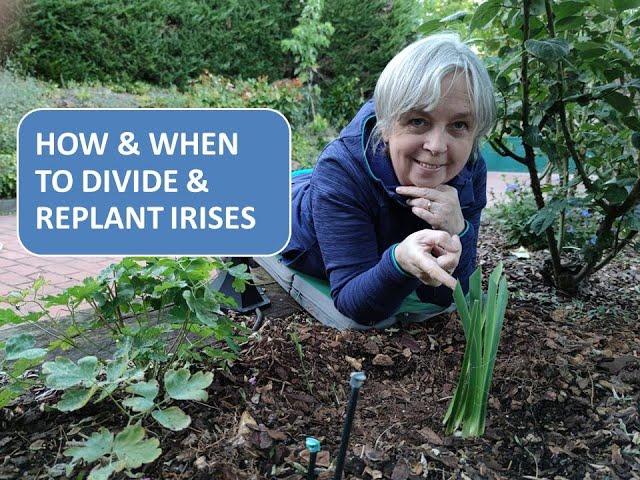 HOW TO DIVIDE AND REPLANT IRIS / HOW AND WHEN TO DIVIDE AND REPLANT BEARDED IRIS