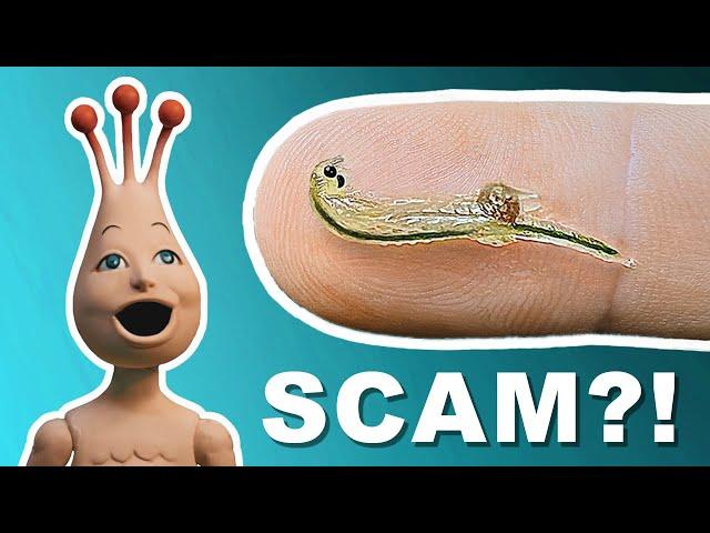 What Are Sea-Monkeys?