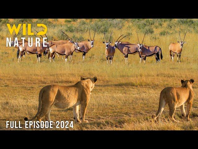 WILD NAMIBIA | The Struggle for Survival in the Vast Desert | Animal documentary