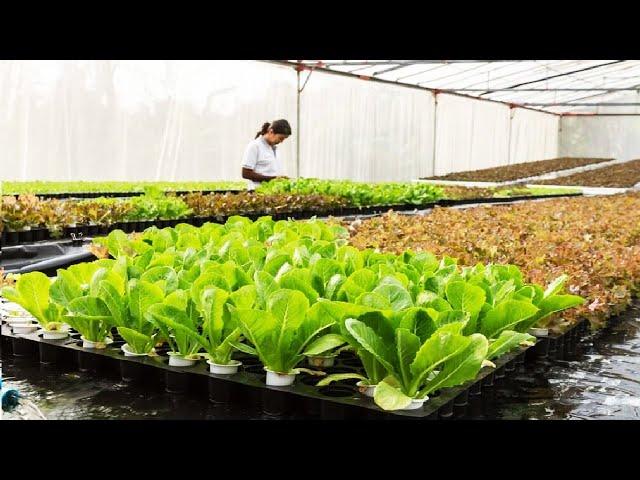 Floating hydroponic vegetables cultivation - Growing vegetables on the water - Modern Agriculture