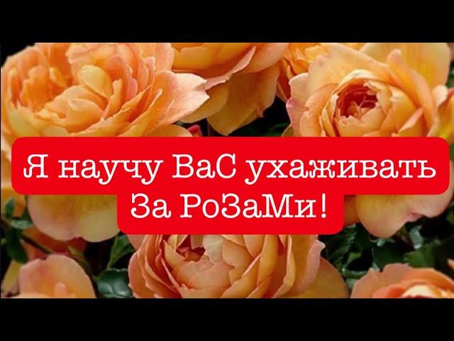 РОЗЫ  СДЕЛАЙТЕ ЭТО СРОЧНО ОБРЕЗАТЬ, СТЕБЛЕВОЙ РАК РОЗ, ДО ЦВЕТЕНИЯ. ПОСАДКА РОЗ В ГОРШОК!