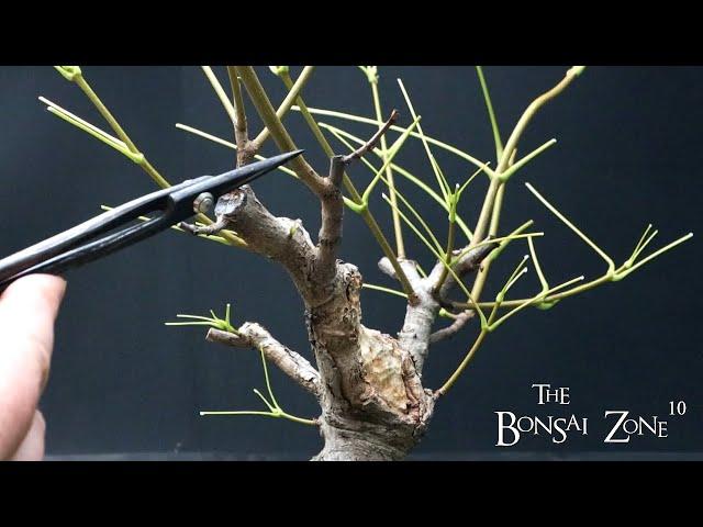 Summer Pruning Maples, The Bonsai Zone, July 2023