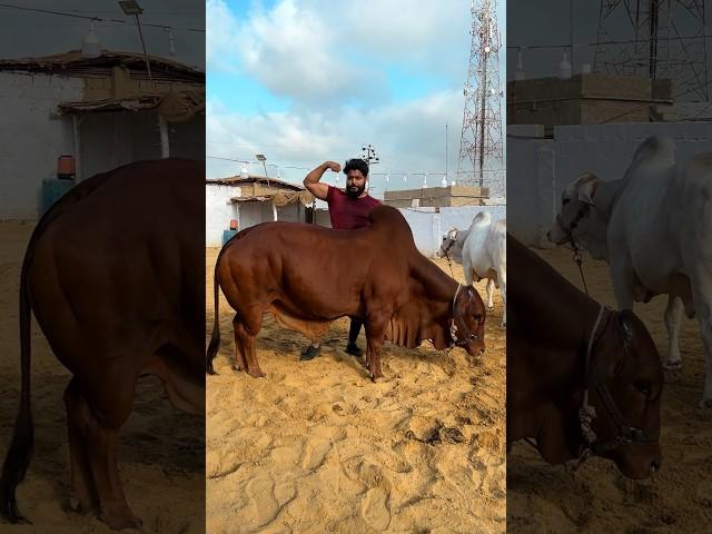 Bodybuilder cow  mashallah  ￼ #syedfahad #animals #cowvideos #cute