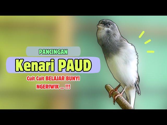 Cuit Cuit BUNYI !! Suara PANCINGAN Kenari PAUD Belajar BUNYI Ngeriwik || MASTERAN Kenari PAUD #284