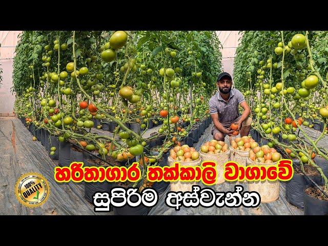 සුපිරිම තක්කාලි වගාවේ සුපිරිම අස්වැන්න | Greenhouse Tomato Farming | Smart Agri