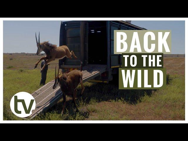 Back to the Wild for Some of Our Rehab Friends!