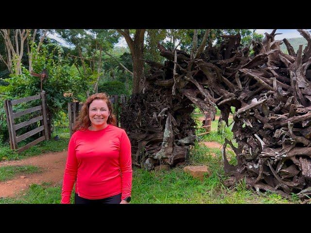 THE PLAN WAS TO LIVE IN CANADA BUT WE WENT BACK TO THE FARM IN BRAZIL