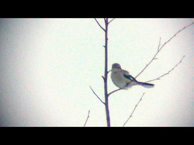 Great Grey Shrike (Lanius excubitor) 4.2.2022, possible ssp sibiricus/borealis - Asikkala, S Finland