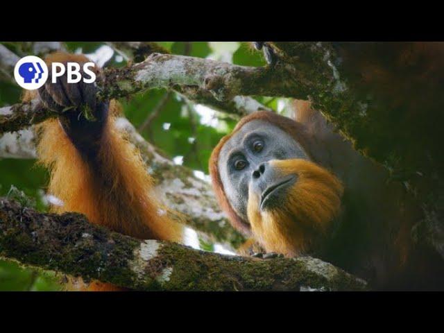 New Orangutan Species Filmed for First Time