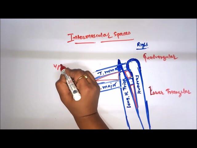 Intermuscular spaces or scapulo-humaral spaces #anatomy