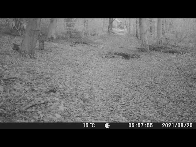 Ruthin, North Wales: 'Black panther' caught on woodland trail camera