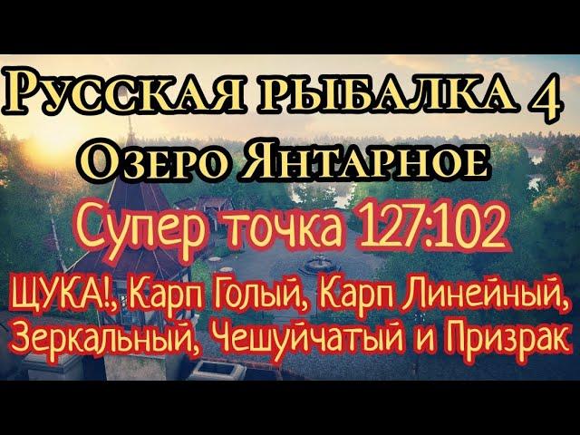 РР4. Озеро Янтарное. ФАРМ на мысе Канта. Где ловить Щуку! Карп Голый, Линейный, Зеркальный и Призрак