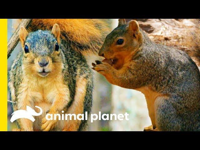 How Do Squirrels Find Their Nuts? | How Do Animals Do That?